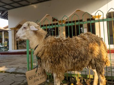 Aidhil Adha Günü 'nde Müslümanların Kudüs' teki sahnesi. Kurban Bayramı 'nda bir koyunu katletmek, Kurban Bayramı' nda..