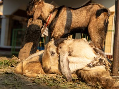 Aidhil Adha Günü 'nde Müslümanların Kudüs' teki sahnesi. Kurban Bayramı 'nda bir koyunu katletmek, Kurban Bayramı' nda..