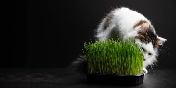 Witte Kat Eet Jong Groen Gras Kitten Food Vitaminen Sporenelementen — Stockfoto