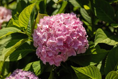 Pembe ortanca çiçeklerinin aşılanması, çiçek açan çalılar, doğal arka plan, yakın plan.