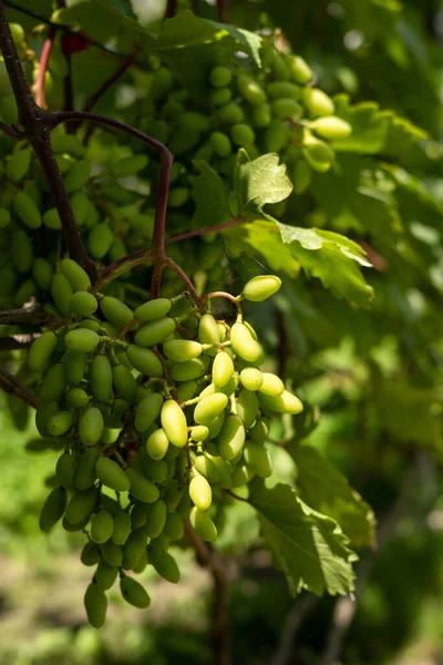 Виноградная Лоза Природной Среде Выращивание Зеленая Связка Винограда — стоковое фото
