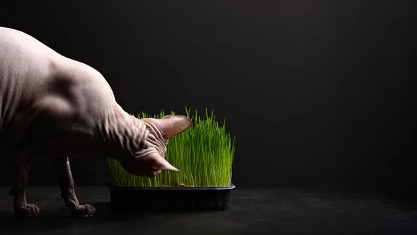 Sphynx Kat Kijkt Naar Gekiemd Gras Natuurlijke Vitaminen Voor Dieren — Stockfoto