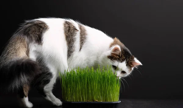 Witte Kitten Eet Groen Gras Natuurlijke Vitaminen Voor Kittens Een — Stockfoto