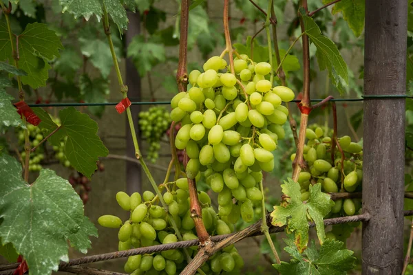 Виноградная Лоза Природной Среде Выращивание Зеленая Связка Винограда — стоковое фото