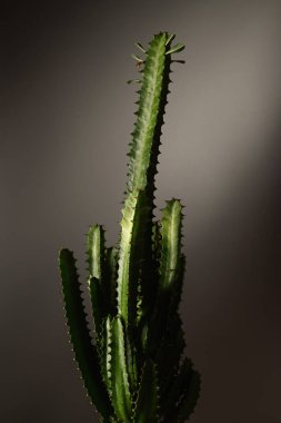Euphorbia akcrurensis, dekoratif ev vazosu, ev dekorasyonu, siyah arka plan,