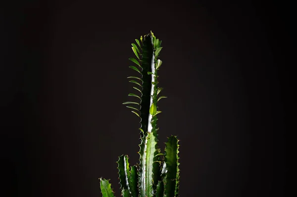 Euphorbia Returrensis Διακοσμητικό Αγγείο Διακόσμηση Σπιτιού Μαύρο Φόντο Χώρος Για — Φωτογραφία Αρχείου