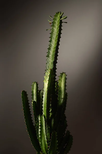 Accrurensis Euphorbia Dekoracyjny Wazon Domowy Dekoracja Wnętrz Czarnym Tle — Zdjęcie stockowe