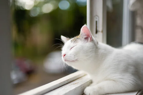 Eine Weiße Katze Liegt Auf Der Fensterbank Und Genießt Den — Stockfoto