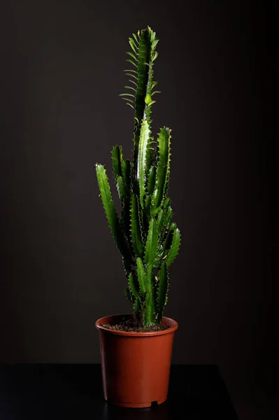 stock image Euphorbia accrurensis, decorative home vase, home decoration, on black background,