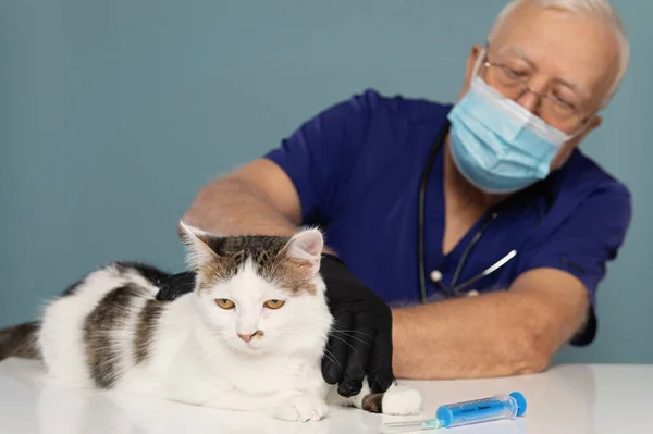 A veterinarian gives an injection to a white cat, a doctor\'s appointment , focus on the cat