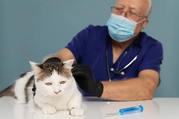 A veterinarian gives an injection to a white cat, a doctor\'s appointment , focus on the cat