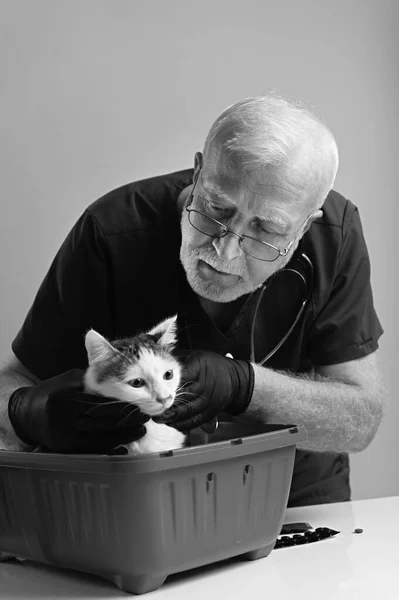 The veterinarian takes the white cat out of the carrier and examines it, black and white photo