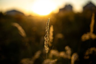 A single blade of grass catches the golden sunlight during sunset. Soft light enhances the serene atmosphere of the surrounding rural landscape with houses in the background.