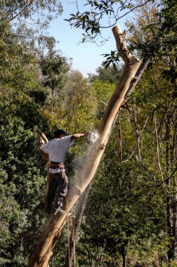 Ağaç kesmek için elektrikli testere kullanan bir işçi.