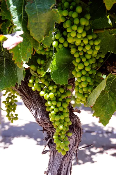 Green grapes in central California vineyard