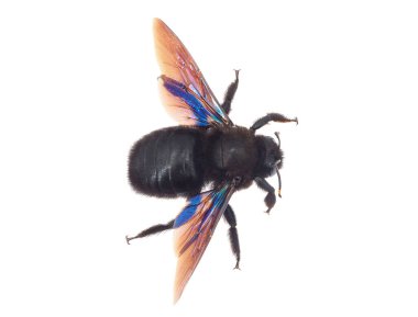 Beyaz arka planda mor marangoz arısı izole edilmiş, Xylocopa ihlali