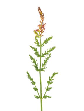 Karavan bitkisi beyaz arka planda izole edilmiş, Carum carvi.