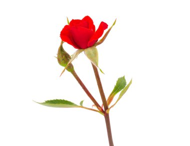 Beyaz arka planda izole kırmızı gül, Rosa sp