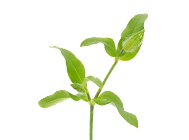 Çatallı kedi sineği çiçeği tomurcuğu beyaz arka planda izole edilmiş, Silene ikilemi