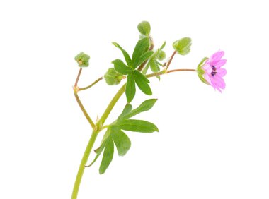 Beyaz arka planda küçük sardunya, Geranium pusillum