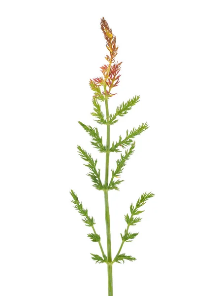 Karavan bitkisi beyaz arka planda izole edilmiş, Carum carvi.