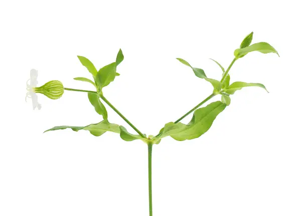 Çatallı kedi sineği, beyaz arka planda izole edilmiş, Silene ikilemi.