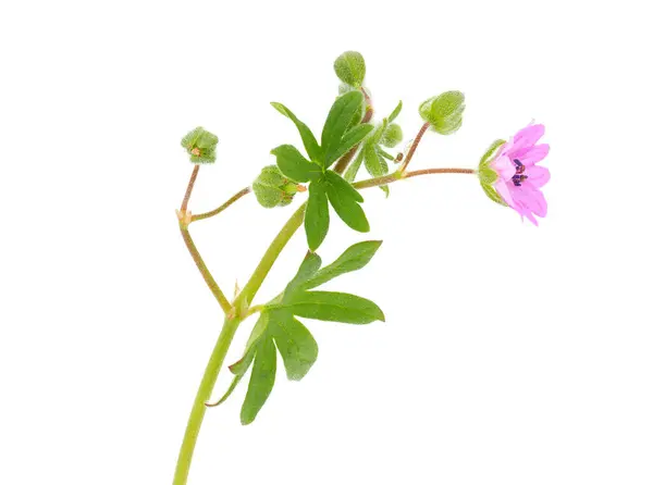 Beyaz arka planda küçük sardunya, Geranium pusillum