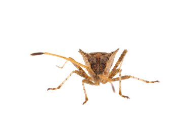 Beyaz zemin üzerinde izole Batı kozalaklı tohum böceği, Leptoglossus occidentalis