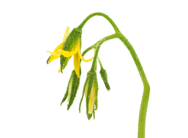 Beyaz arka planda izole edilmiş dünya domates çiçekleri, Solanum lycopersicum