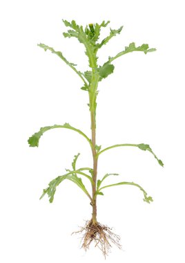 Beyaz arka planda izole edilmiş genel zemin, Senecio vulgaris