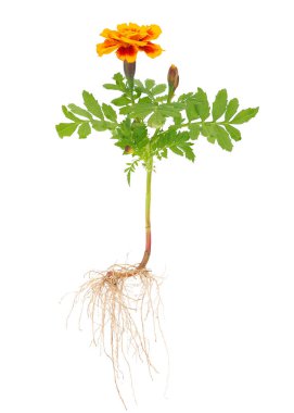 Beyaz arka planda izole edilmiş Afrika kadife çiçeği, Tagetes erecta