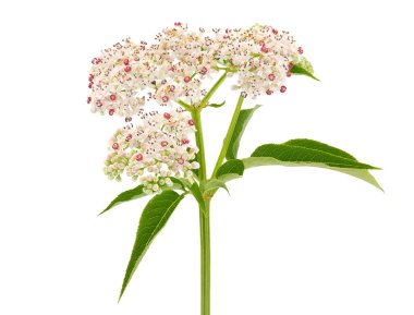 Danewort beyaz arkaplanda izole edilmiş, Sambucus ebulus