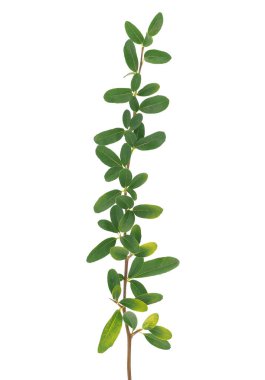 Beyaz arka planda izole edilmiş Nepal ateş dikeni, Pyracantha crenulata