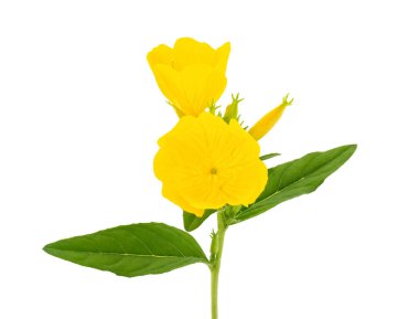 Beyaz arka planda izole edilmiş yaygın akşam çiçeği, Oenothera biennis