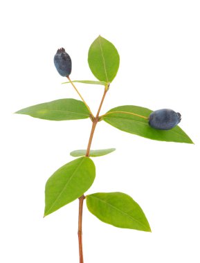 Beyaz arka planda yaygın olarak bulunan Myrtus Communis