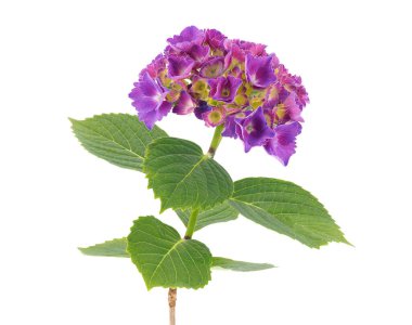 Fransız ortancaları beyaz arka planda izole edilmiş, ortanca makrofilla.
