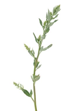 Beyaz kaz ayağı beyaz arkaplanda izole edilmiş, Chenopodium albümü
