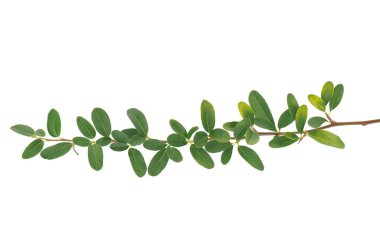 Beyaz arka planda izole edilmiş Nepal ateş dikeni, Pyracantha crenulata