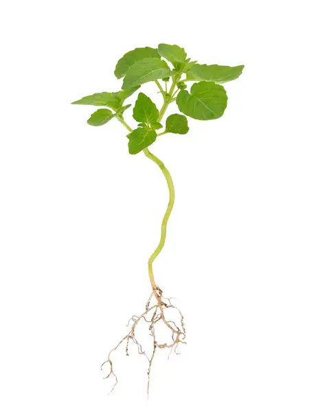 Beyaz arka planda izole edilmiş yıllık cıva bitkisi, Mercuralis annua