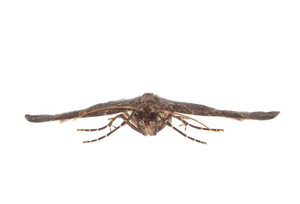 Beyaz arkaplanda yalıtılmış doku güvesi, Triphosa dubitata