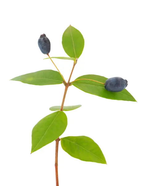 Beyaz arka planda yaygın olarak bulunan Myrtus Communis