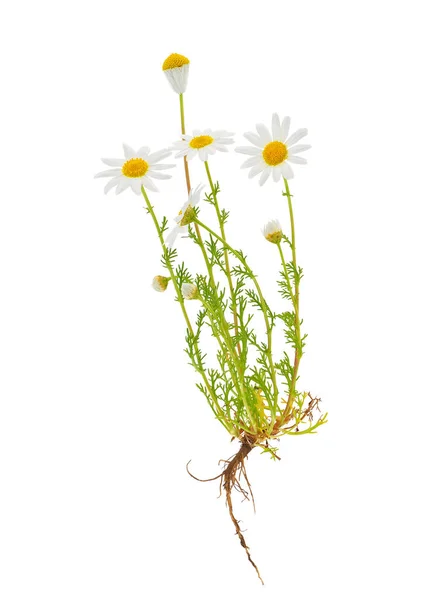 Beyaz arka planda Alman papatyası, Matricaria chamomilla