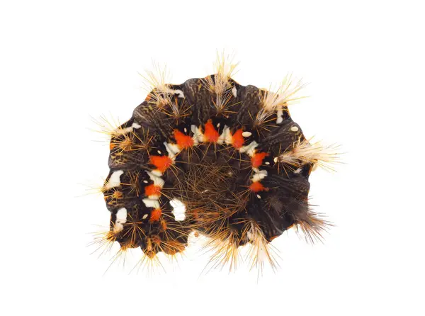 Beyaz arka planda knot-grass caterpillar, Acronicta rumicis izole