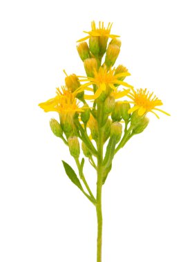 Beyaz arka planda izole edilmiş sahte sarı başlık, Dittrichia viscosa