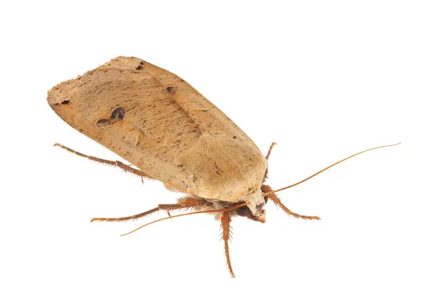 Beyaz arka planda izole edilmiş büyük sarı güve, Noctua pronuba