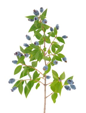 Beyaz arka planda yaygın olarak bulunan Myrtus Communis