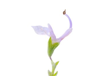 Beyaz arka planda izole edilmiş biberiye çiçeği, Salvia Rosmarinus