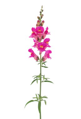 Beyaz arka planda izole edilmiş, Antirrhinum majus.