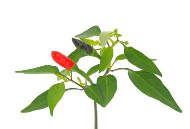Beyaz arka planda izole edilmiş acı biber bitkisi, Capiscum annuum