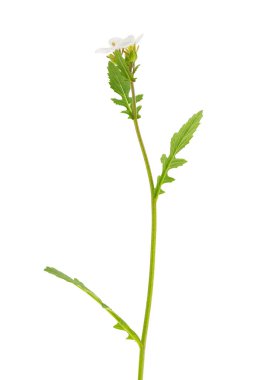 Beyaz arka planda izole edilmiş beyaz roket tesisi, diplotaxis erucoides